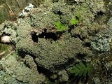Anaptychia palmulata image