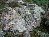 Parmotrema tinctorum image