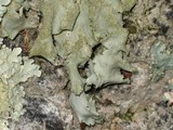 Parmotrema tinctorum image