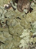 Parmotrema tinctorum image