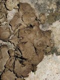 Dermatocarpon muhlenbergii image