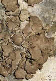 Dermatocarpon muhlenbergii image
