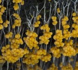 Physarum utriculare image
