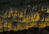 Physarum utriculare image