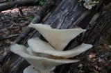 Pleurotus pulmonarius image