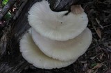 Pleurotus pulmonarius image