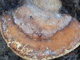 Fomitopsis schrenkii image