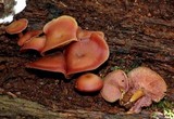 Callistosporium purpureomarginatum image