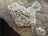 Diplotomma hedinii image