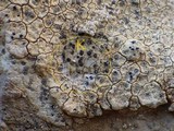 Diplotomma hedinii image