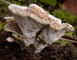 Ryvardenia campyla image