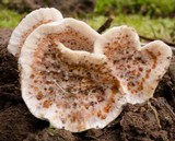 Ryvardenia campyla image