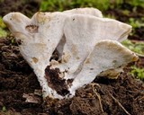 Ryvardenia campyla image