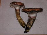 Gomphidius oregonensis image