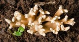 Ramaria capitata image