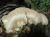 Trametes cubensis image