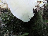 Trametes cubensis image