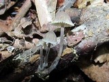 Mycena galericulata image