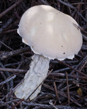Fistulinella nivea image