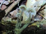 Mycena galericulata image