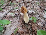 Morchella punctipes image