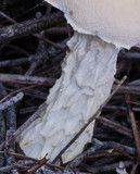 Fistulinella nivea image