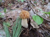 Morchella punctipes image