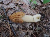 Morchella punctipes image