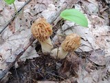 Morchella punctipes image