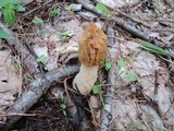 Morchella punctipes image