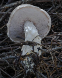 Fistulinella nivea image