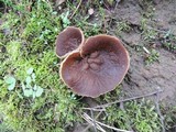 Disciotis venosa image