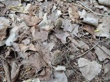 Morchella americana image