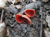 Sarcoscypha dudleyi image