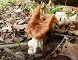 Gyromitra brunnea image