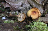 Kuehneromyces mutabilis image