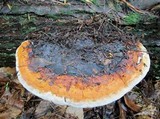 Fomitopsis mounceae image