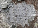 Julella vitrispora image
