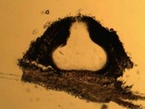 Julella vitrispora image