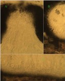 Julella vitrispora image