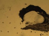 Julella vitrispora image