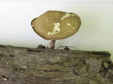 Polyporus ciliatus image