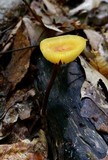Xeromphalina tenuipes image
