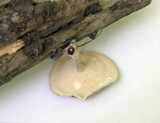 Polyporus ciliatus image