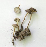 Strobilurus esculentus image