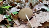 Hymenopellis furfuracea image