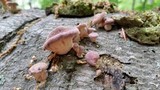 Panus neostrigosus image