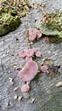 Lentinus strigosus image