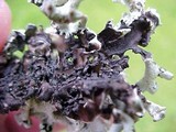 Hypogymnia tubulosa image