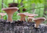 Lentinus strigosus image